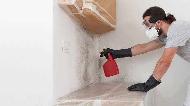 Professional Black Mold Removal technician working in Harrison, MI