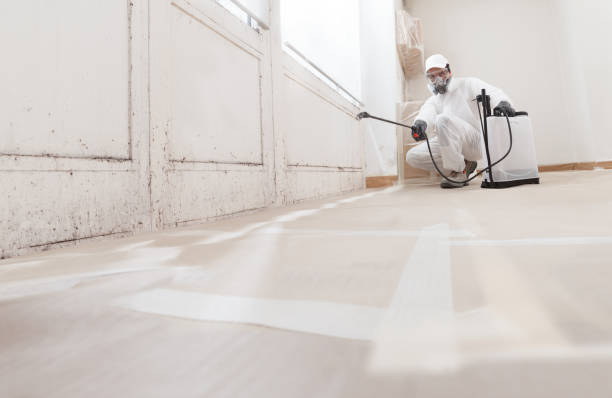 24/7 Emergency Black Mold Removal experts in Harrison, MI