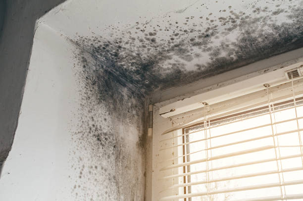 Trusted Basement Mold Remediation service in Harrison, MI - Cheap Mold Removal